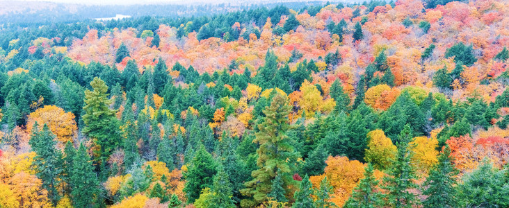 阿冈昆公园，安大略省，加拿大的秋天色彩