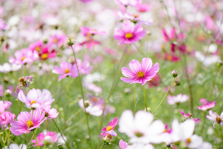 波斯菊花海字段中