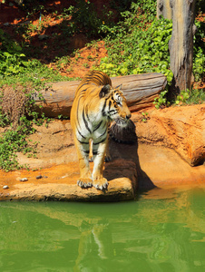 老虎在动物园和自然