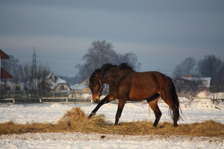 匹棕色的马，在冬天自由奔跑