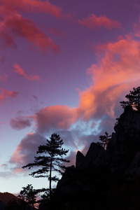 与黑松林山风景树松黑质剪影图片