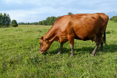 牧场上的牛