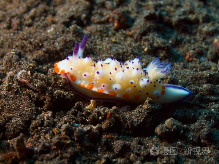 真正的海蛞蝓