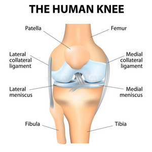人体膝关节解剖学照片
