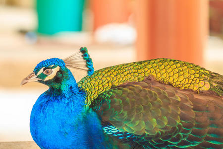 美丽的蓝孔雀。