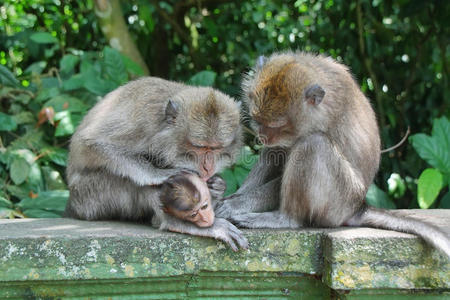 巴厘岛猴子和她的孩子