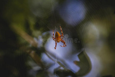 几何学，橙色蜘蛛在蜘蛛网的中心