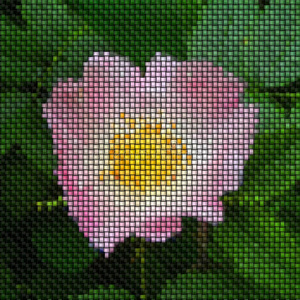 玫瑰花针织生成纹理图像