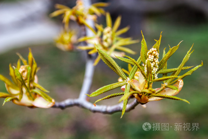 板栗花芽