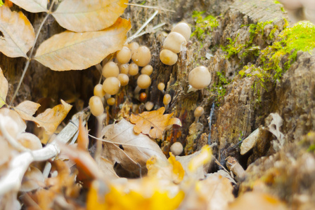 秋季森林蘑菇