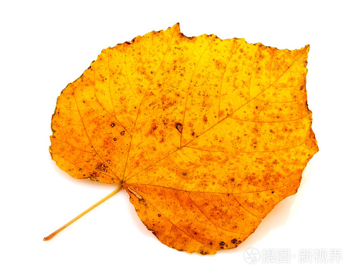 孤立的多彩秋天的叶子