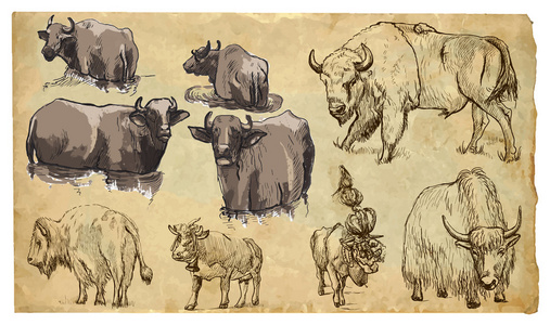 动物，主题 牛 牛，北美野牛，牦牛，水牛城。矢量 pac