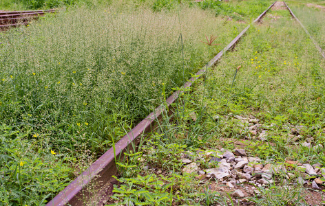 一束花，背景是铁路公园里的一条旧铁路。