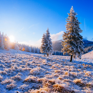 神奇的冬天雪覆盖的树图片