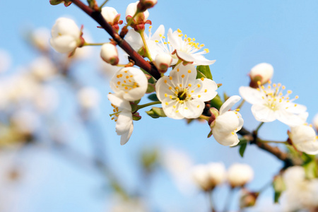 白樱桃花