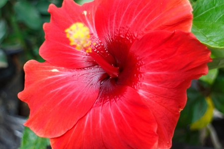大红色的热带花卉