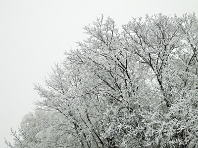 在冬季和雾冰在树上图片