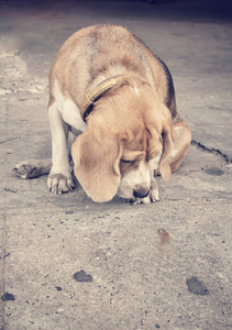 小猎犬的小狗看