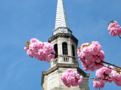 2010年华盛顿樱花分行