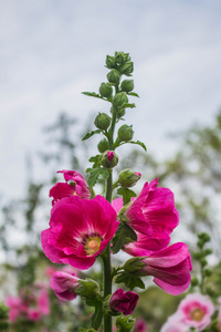 在花园里的花