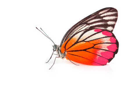 橙色和粉红色的蝴蝶