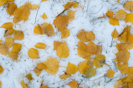 留下秋天的雪。 纹理。 第一次下雪。 雪中的黄桦叶