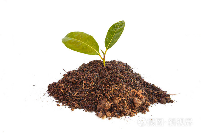 年轻绿色的植物在土壤中