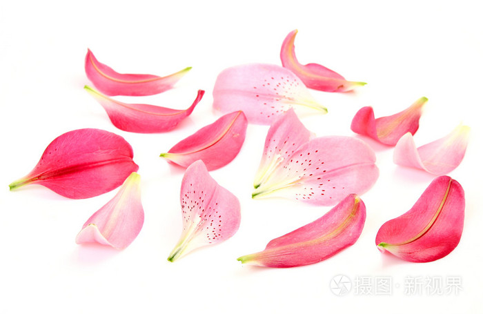 一个粉红色的百合的花瓣