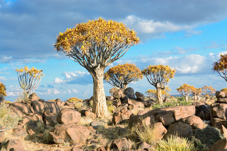 箭袋树森林，在非洲的纳米比亚 kokerbooms