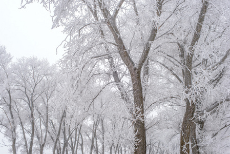 冬季景观，冻结树