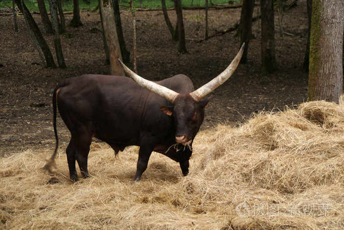安科莱 longhorn 非洲牛