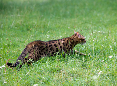 猫在草坪上运行