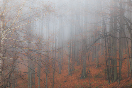 秋天的景色，在森林里