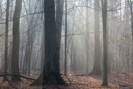 秋天多雾的早晨，在森林里