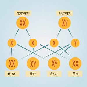 现代平面设计中的染色体分配方案