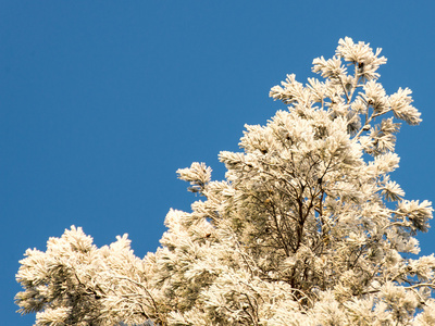 雪森林的圣诞节背景, 在天空上的霜树顶部