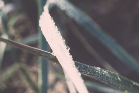 在清晨的阳光在海滩复古，雨滴草六