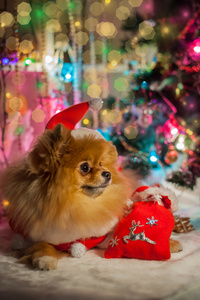 博美犬在圣诞老人服装上的圣诞装饰品的背景