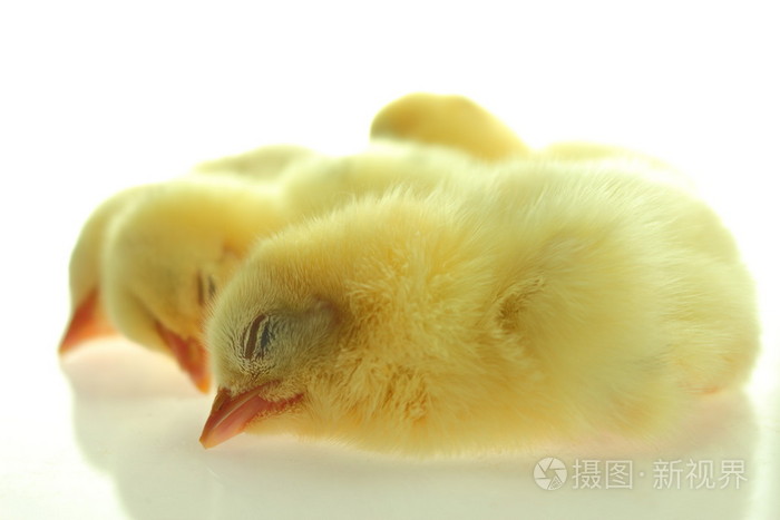 睡在白色背景上的小鸡