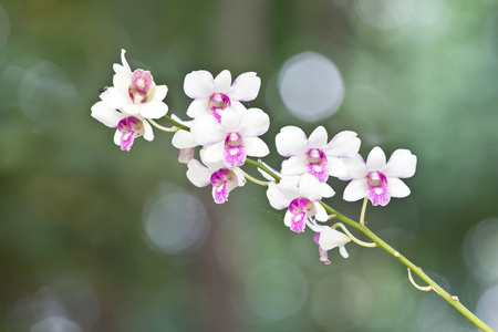 美丽的兰花花和散景