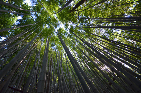 竹林竹林