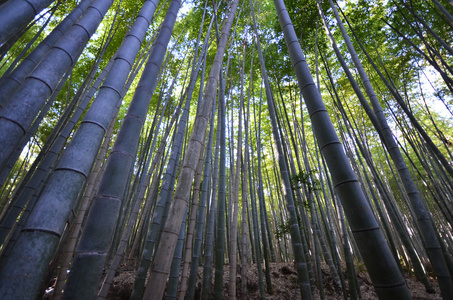 竹林, 竹林在岚山, 京都