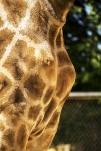 在动物园里的长颈鹿的视图图片