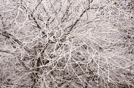 抽象美丽的冬天树分支覆盖雪白霜背景