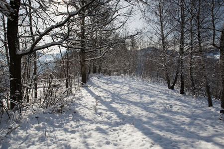 雪域景观