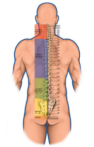 教诲局，人类骨系统，人类的骨骼系统，骨骼 脊柱 骨性脊柱 columna 椎 脊柱 躯干壁 解剖身体，后部的解剖