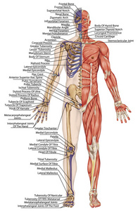 解剖人体，人体骨骼，解剖人体骨骼系统，身体表面轮廓及明显骨突起的树干和上下肢 前视图全身