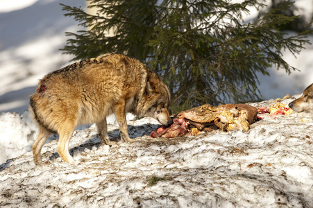 狼吃在雪中