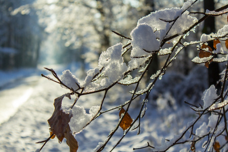 在冬天的第一场雪