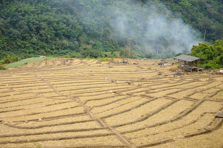 稻田泰国